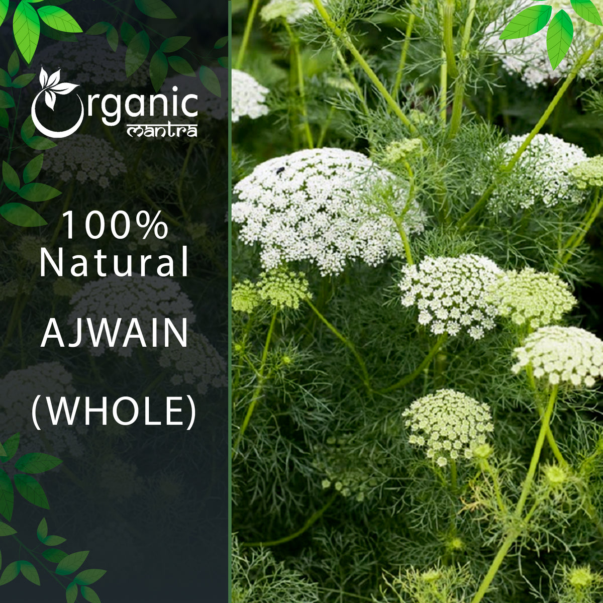 carom seeds plant images Organic Ajwain Seeds (Carom Seeds) - Digestion & Flavour