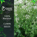 Cumin Seeds Whole