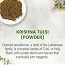 Krishna Tulsi Holy Basil Powder intro slide on a stone surface describing Ocimum tenuiflorum as a Lamiaceae tropical herb with distinctive purple stems that mature to magenta, shown with dried tulsi sprigs.